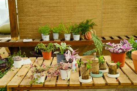 盆栽植物花|50种家庭室内植物,这么养再也不会死